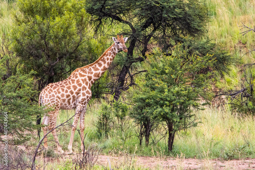 Giraffe full body standing with trees and facing right