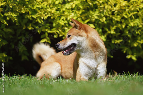 Adorable red Shiba Inu dog posing outdoors lying down on a green grass