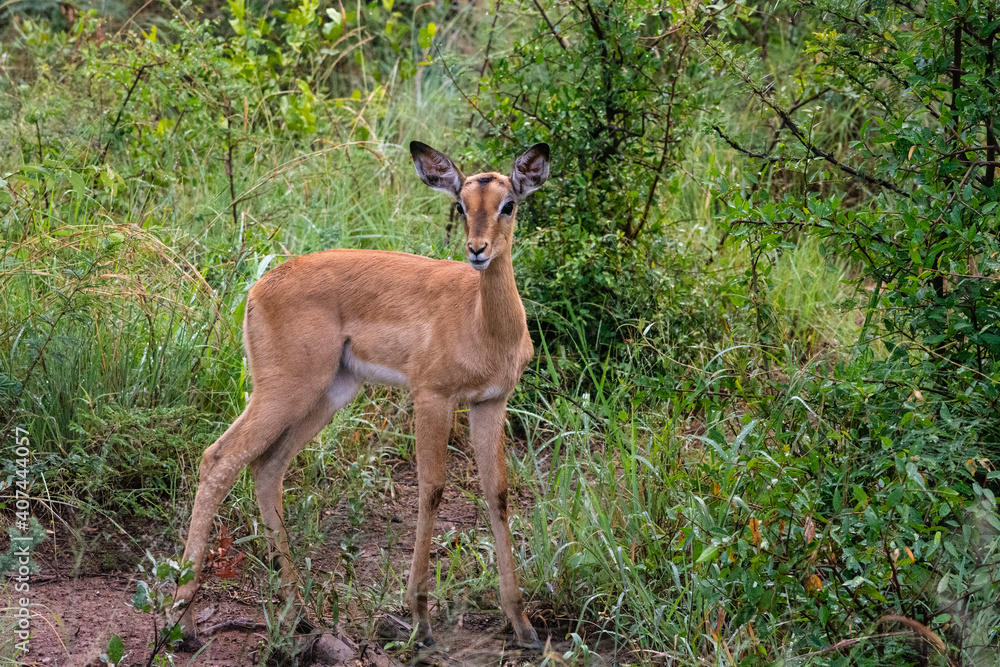 Young impala standing against green background Young impala standing against green background