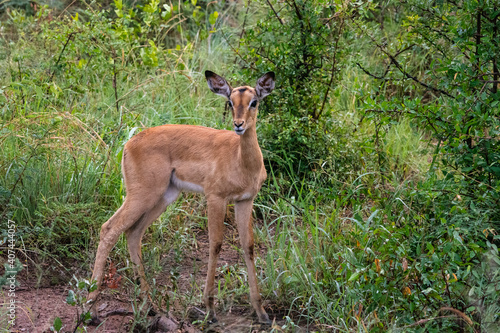 Young impala standing against green background 