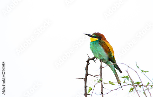 Colorful European bee-eater perched on a dead thorny branch on right of image with copy space left and white back ground
