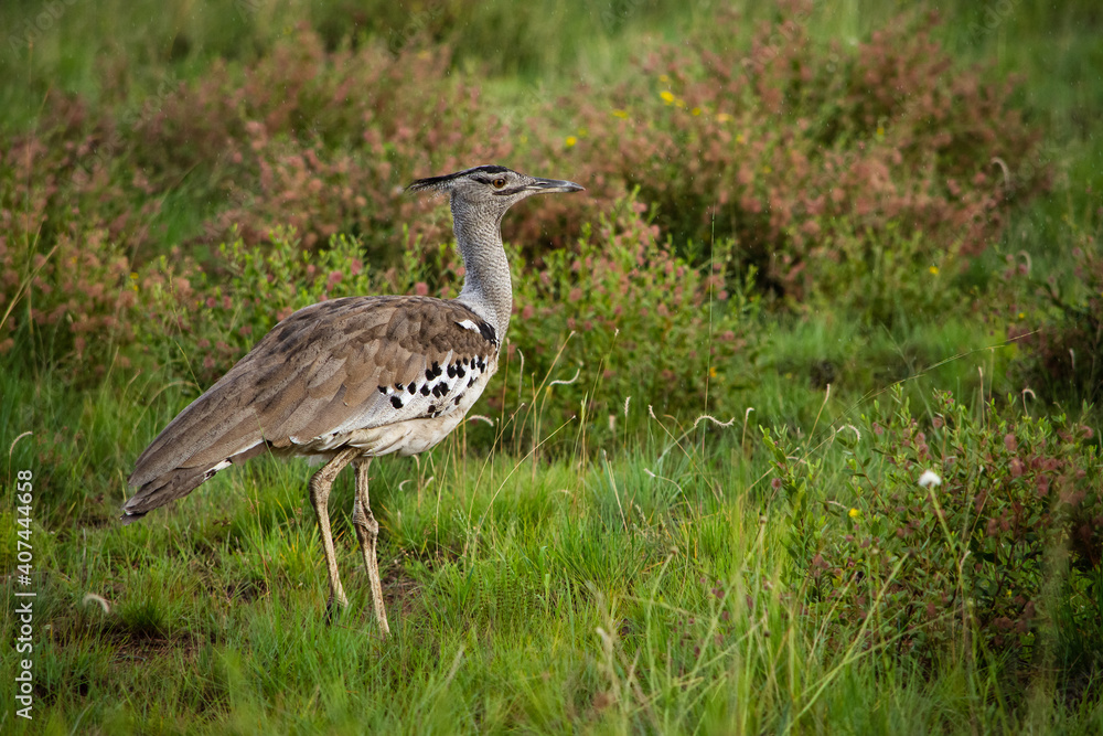 Kori Bustard standing in grass facing right with copy space Kori Bustard standing in grass facing right with copy space