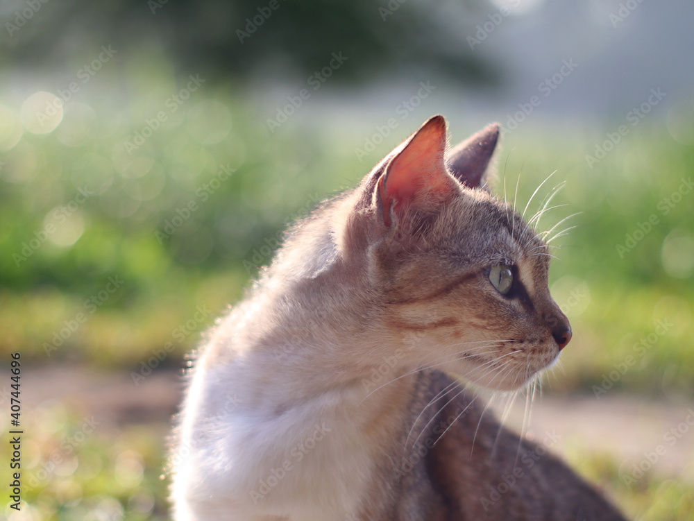 cat sitting looking away from camera with bokeh background