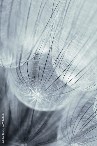 Abstract macro photo of dandelion seeds