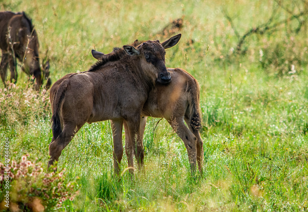 Fototapeta premium Two baby blue wildebeest standing together facing opposite directions