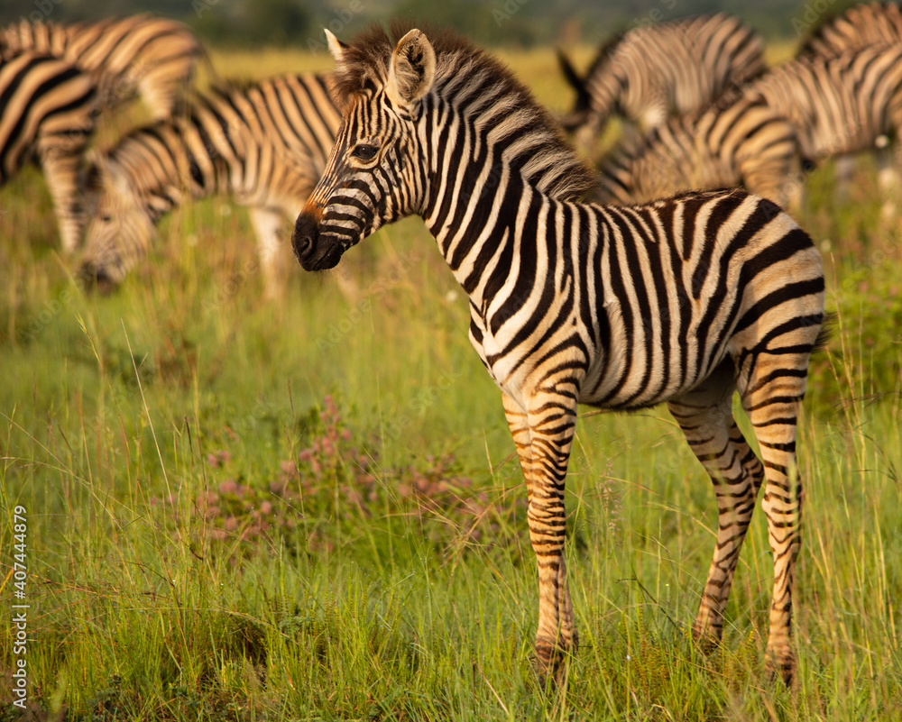 Baby zebra standing in front of herd facing left Baby zebra standing in front of herd facing left