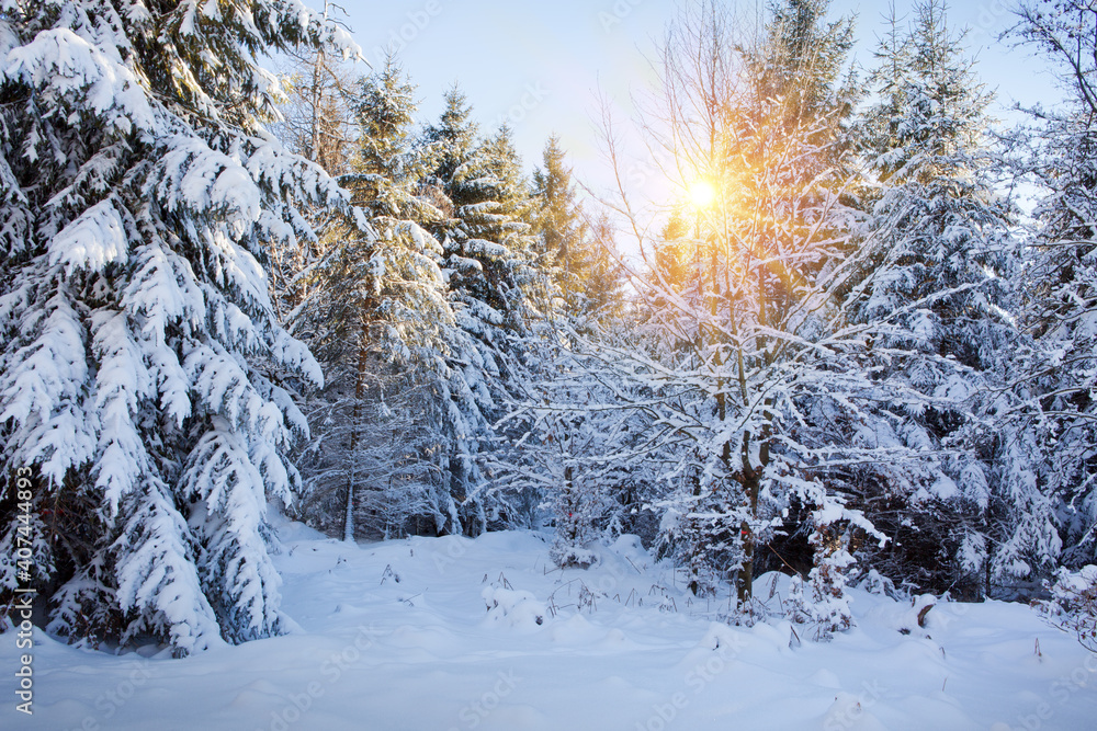 Sunset in winter forest with snow covered fir trees. Sunset in winter forest with snow covered fir trees.