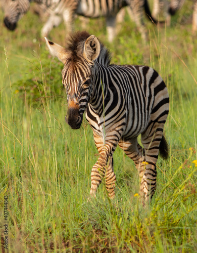 baby zebra walking though grass towards viewer