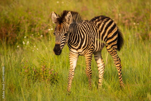 Baby zebra walking though green grass facing left