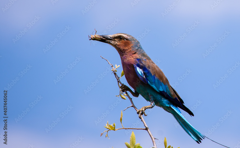 Lilac breasted roller perched on a branch with a grasshopper in its beak