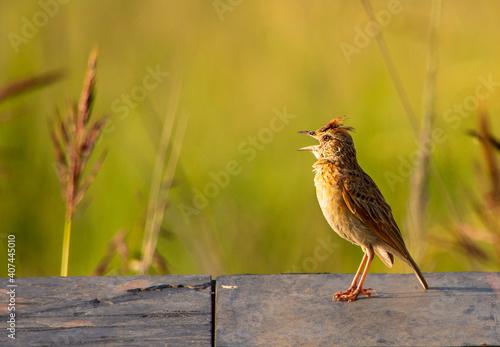 Song bird singing and standing on a slate facing left with copy space