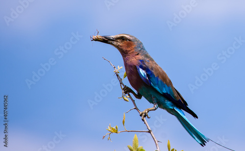 Lilac breasted roller perched on a branch with a grasshopper in its beak © Hislightrq