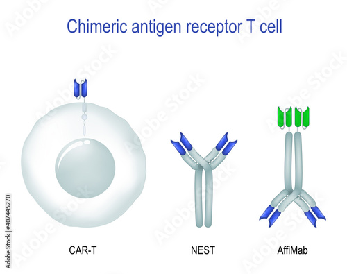 CAR-T, NEST, and Affibody