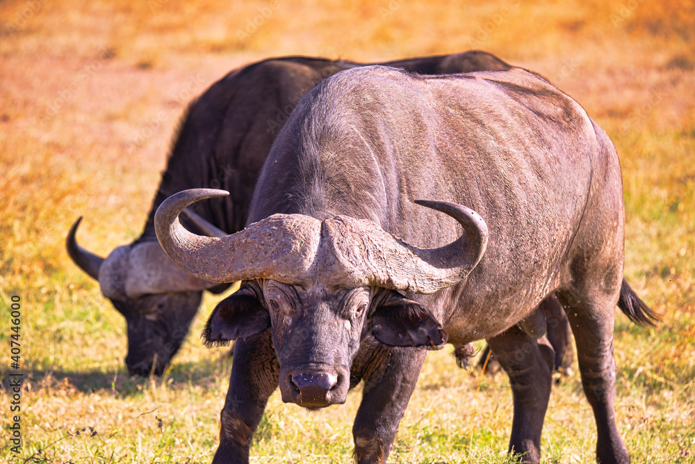 African buffalo stood on the grass, his eyes looking into the camera. Large numbers of animals migrate to the Masai Mara National Wildlife Refuge in Kenya, Africa. 2016.