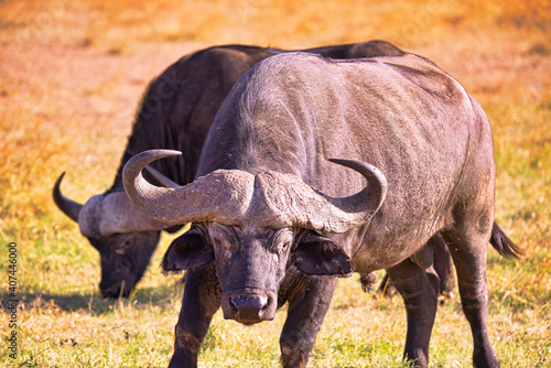 African buffalo stood on the grass  his eyes looking into the camera. Large numbers of animals migrate to the Masai Mara National Wildlife Refuge in Kenya  Africa. 2016.