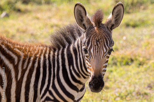 Zebra in Ngorongoro Conservation Area  Tanzania