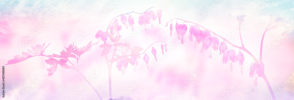 garden flower - Lamprocapnos spectabilis - bleeding heart isolated on a white background
