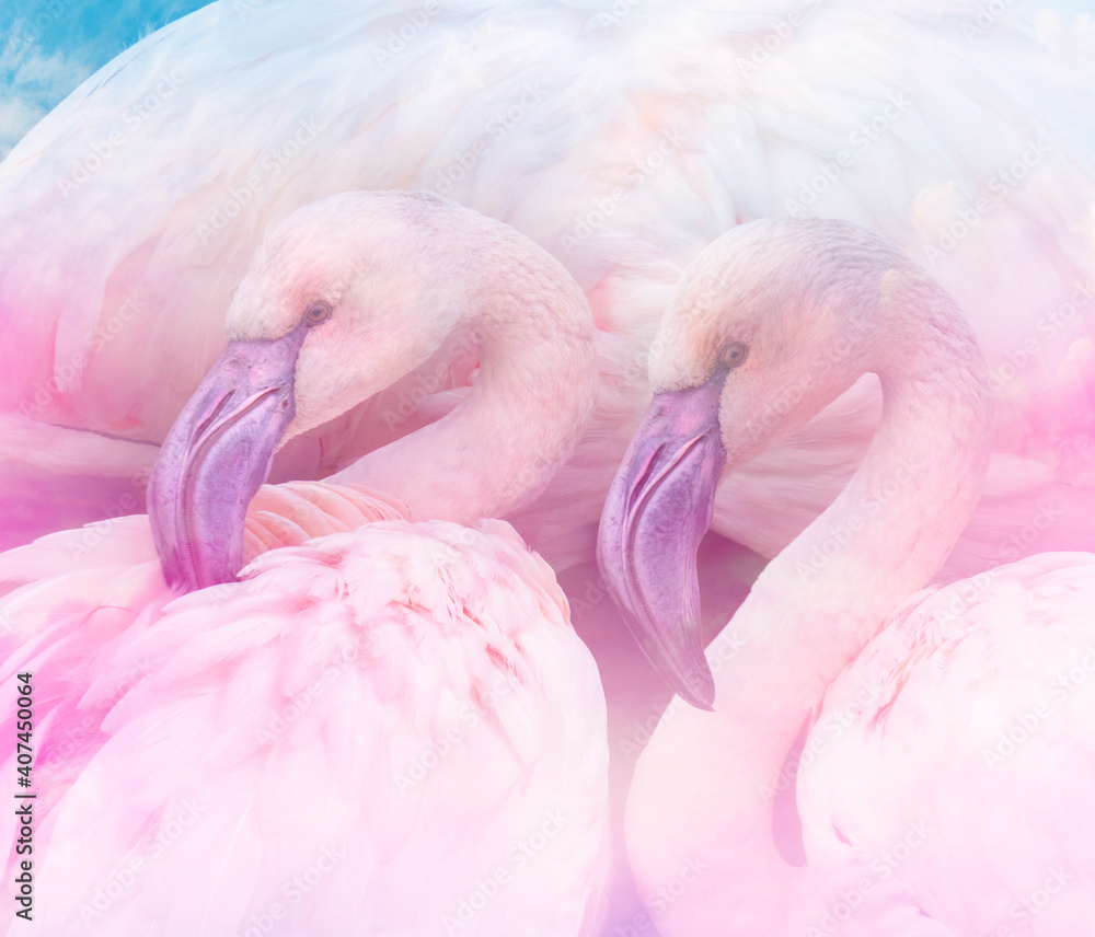 Fototapeta premium pink flamingos close up in the detail