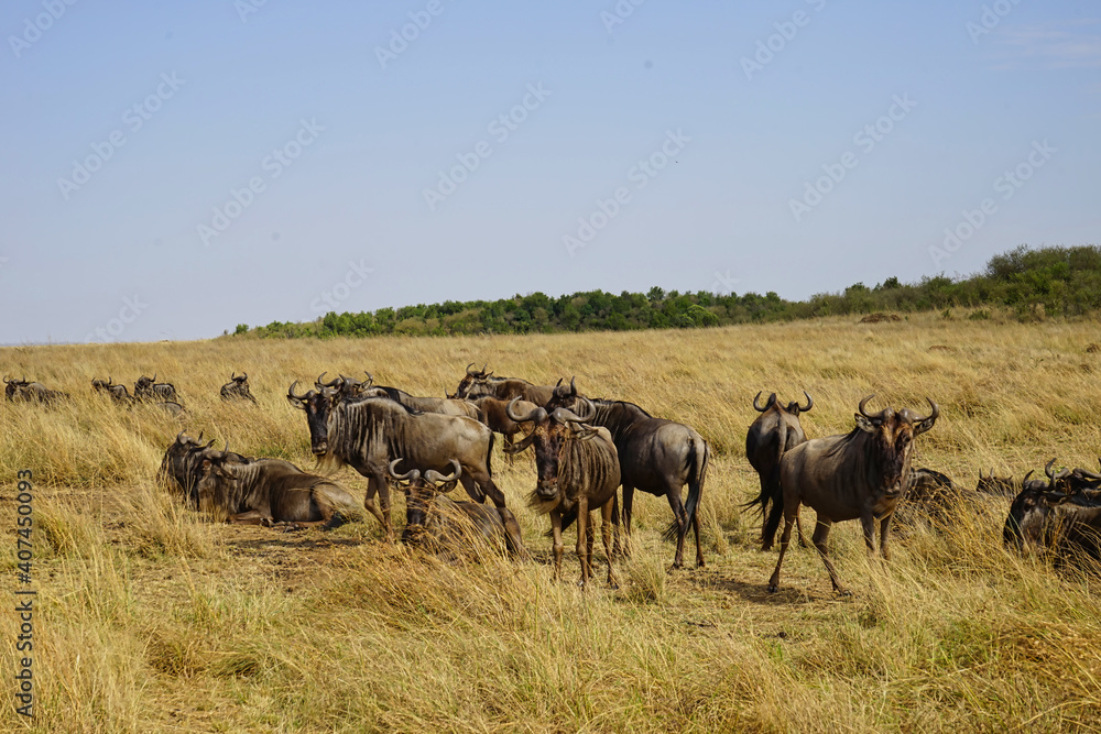 The antelope(wildebeest) on the grassland, some lying down and some standing. Large numbers of animals migrate to the Masai Mara National Wildlife Refuge in Kenya, Africa. 2016. The antelope(wildebeest) on the grassland, some lying down and some standing. Large numbers of animals migrate to the Masai Mara National Wildlife Refuge in Kenya, Africa. 2016.