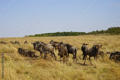 The antelope(wildebeest) on the grassland, some lying down and some standing. Large numbers of animals migrate to the Masai Mara National Wildlife Refuge in Kenya, Africa. 2016. © twabian