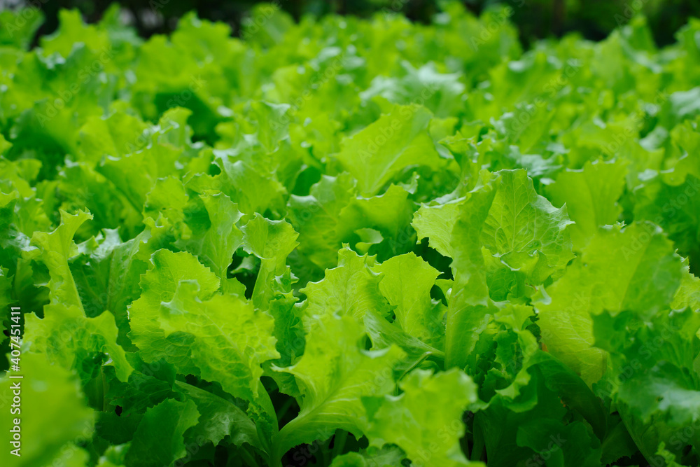 green salad in the garden. Fresh lettuce for a healthy salad. Green leaves. vitamins, vegetarian food. healthy and wholesome food. green natural background. close-up green salad in the garden. Fresh lettuce for a healthy salad. Green leaves. vitamins, vegetarian food. healthy and wholesome food. green natural background. close-up
