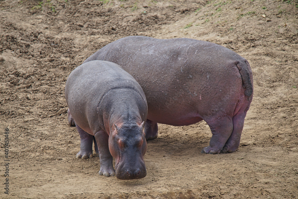 Two hippos stood on the yellow land. Large numbers of animals migrate to the Masai Mara National Wildlife Refuge in Kenya, Africa. 2016. Two hippos stood on the yellow land. Large numbers of animals migrate to the Masai Mara National Wildlife Refuge in Kenya, Africa. 2016.