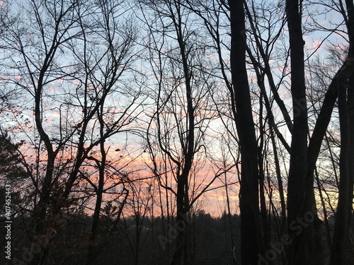 Wallpaper Mural sunset in the forest Torontodigital.ca