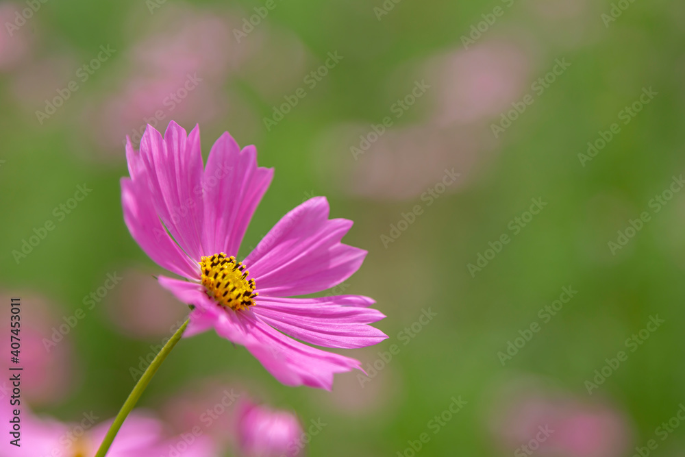 Beautiful pink cosmos flower on green background.