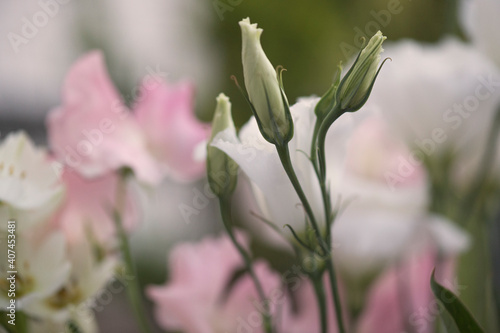 Lisianthus mit Wicken photo