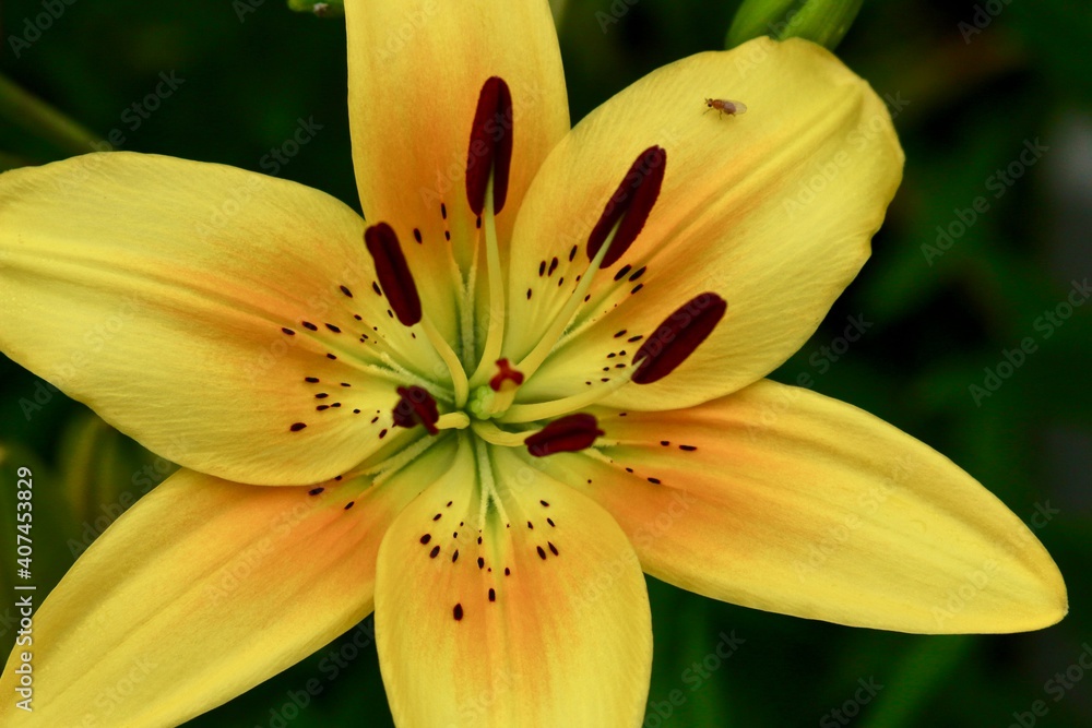 Obraz premium yellow lily flower