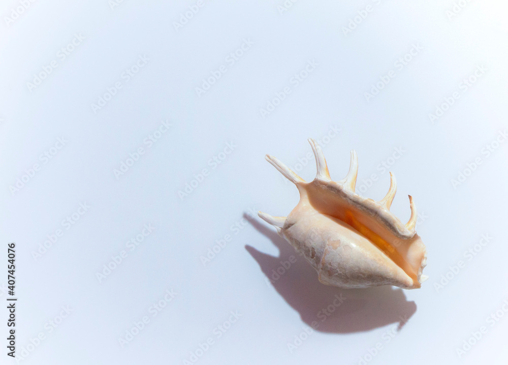 Isolated shells with beige Background. Isolated shells with beige Background.