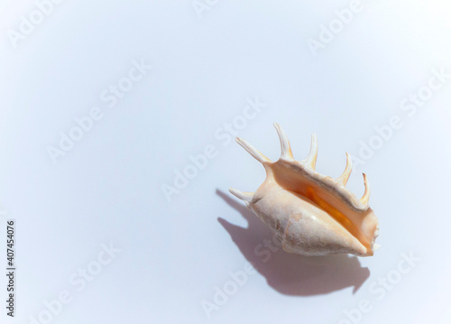 Isolated shells with beige Background.