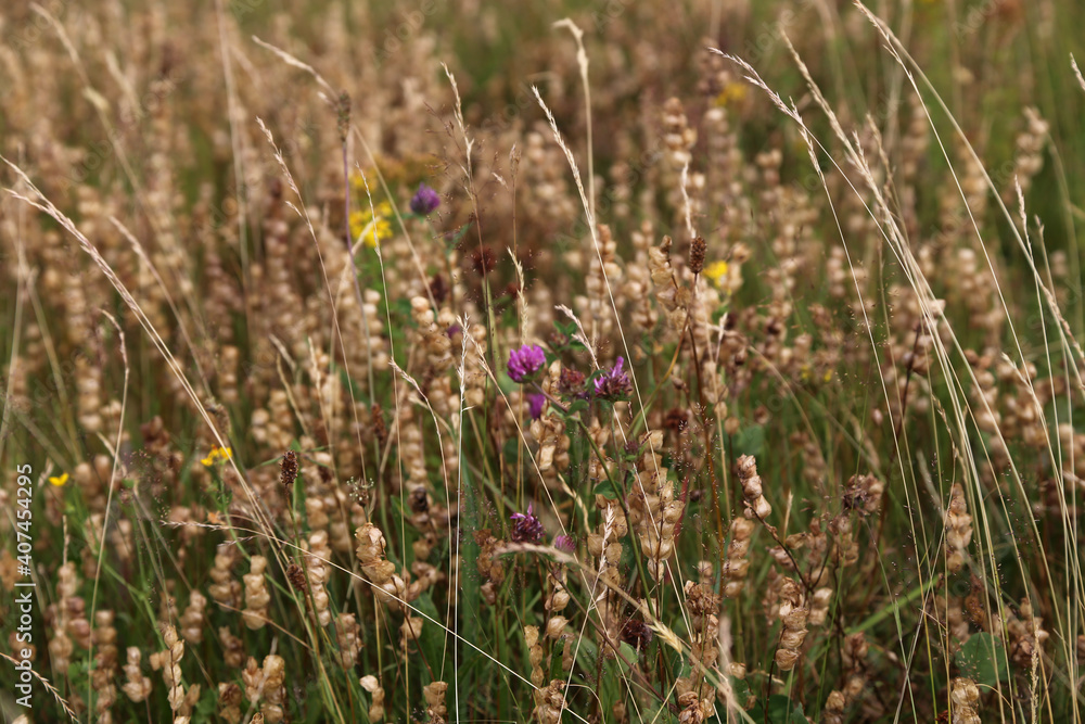 Blick auf eine Bunte Wiese im Sommer Blick auf eine Bunte Wiese im Sommer
