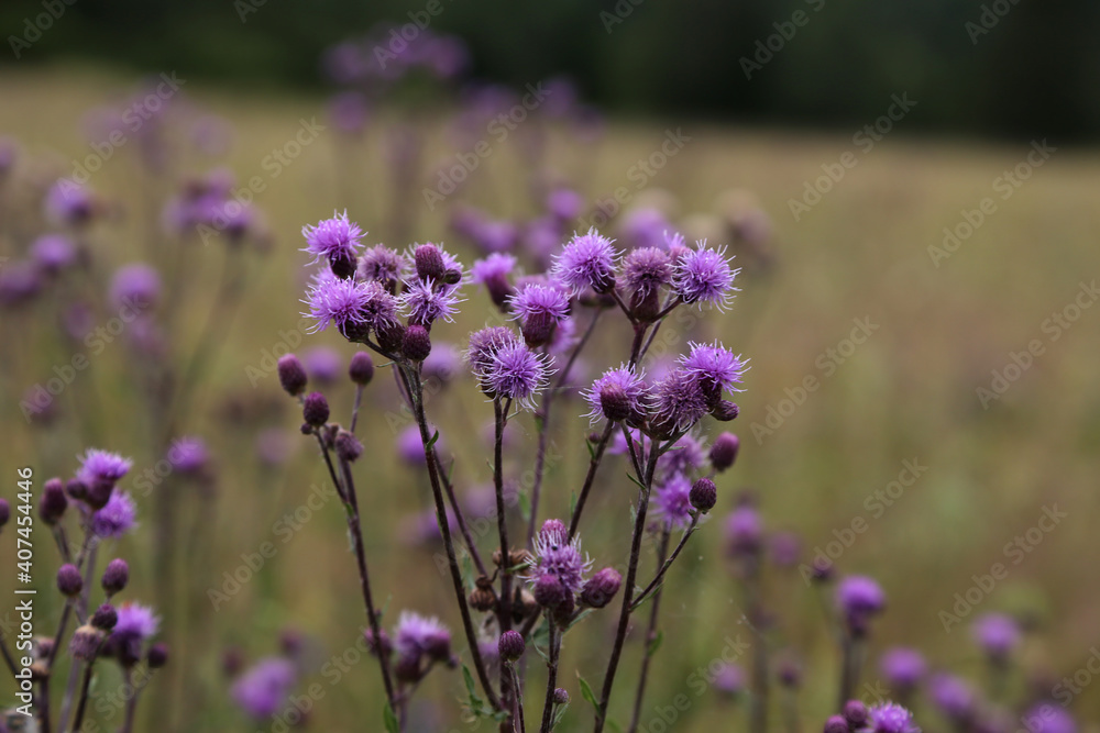 Blick auf eine Bunte Wiese im Sommer Blick auf eine Bunte Wiese im Sommer