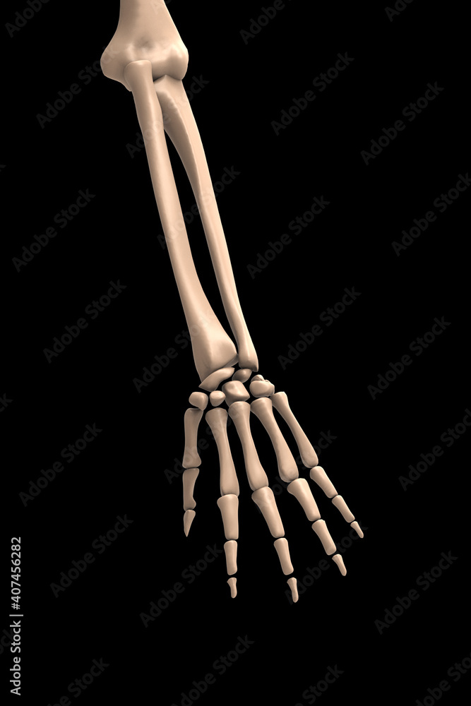 3d illustration Skeletal hand