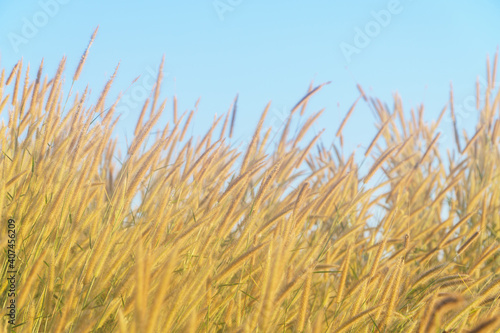 Blurry image of grass flowers with a blue sky in the background