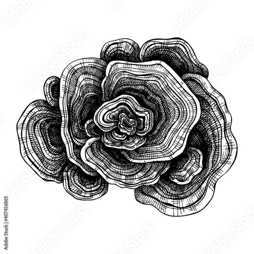 Turkey Tail drawing. Hand sketched illustration of medicinal mushroom. Natural adaptogen sketch in vintage style. Adaptogenica mushrooms drawing isolated on white.