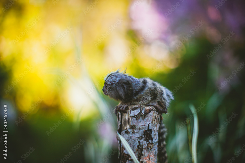 The common marmoset baby on the branch in summer garden