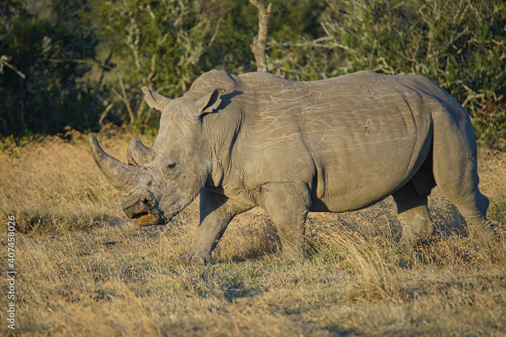 There is a rhino walking on the grass. Large numbers of animals migrate to the Masai Mara National Wildlife Refuge in Kenya, Africa. 2016. There is a rhino walking on the grass. Large numbers of animals migrate to the Masai Mara National Wildlife Refuge in Kenya, Africa. 2016.