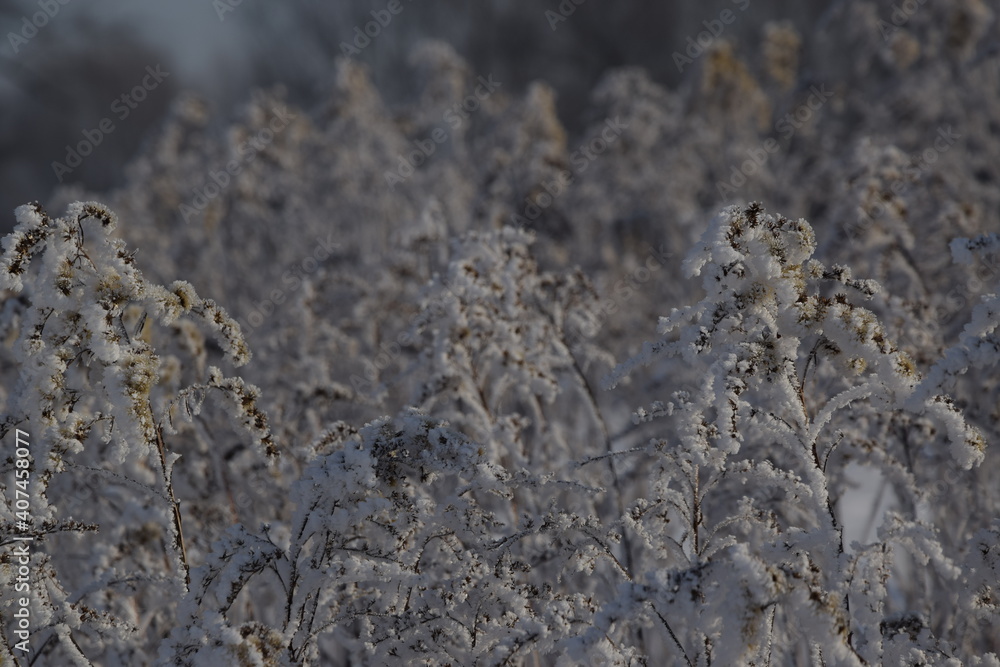 Goldenrod frosted plants Winter wildnature background Goldenrod frosted plants Winter wildnature background