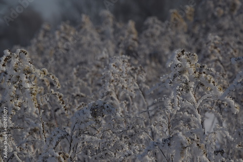 Goldenrod frosted plants Winter wildnature background © Anna
