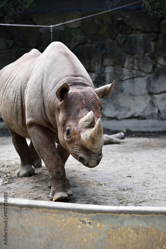 A rhino taking a walk