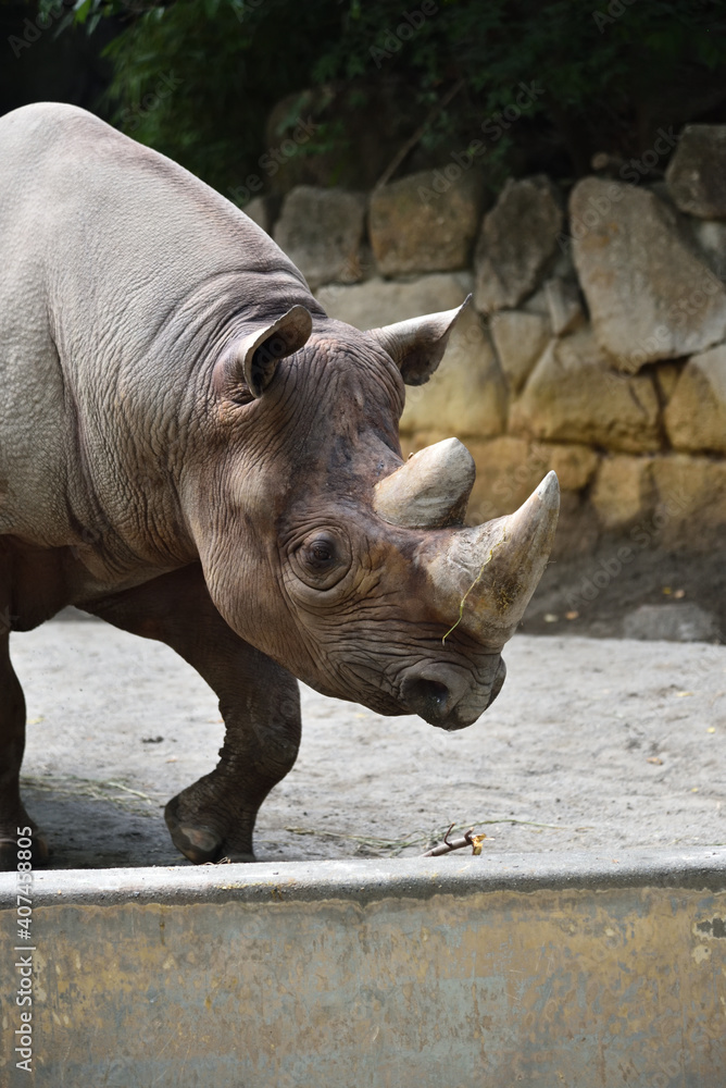 Naklejka premium A rhino taking a walk