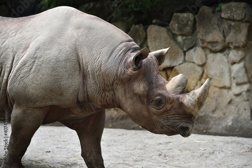 A rhino taking a walk