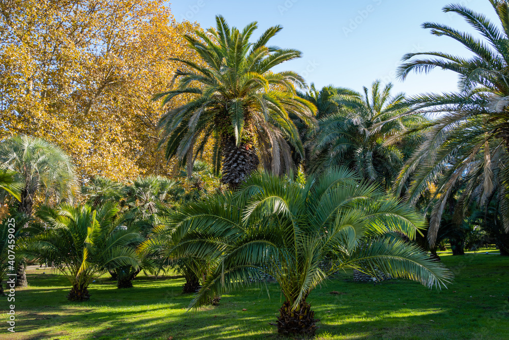 Obraz premium Beautiful palm tree Canary Island Date Palm (Phoenix canariensis) in landscape park of city of Sochi. Luxurious leaves on blue sky background. Palm tree Butia capitata in background.