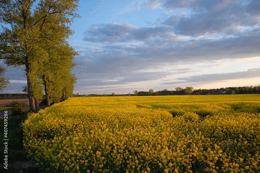 sunset in the field. landscape with yellow rapeseed and clouds in a blue sky