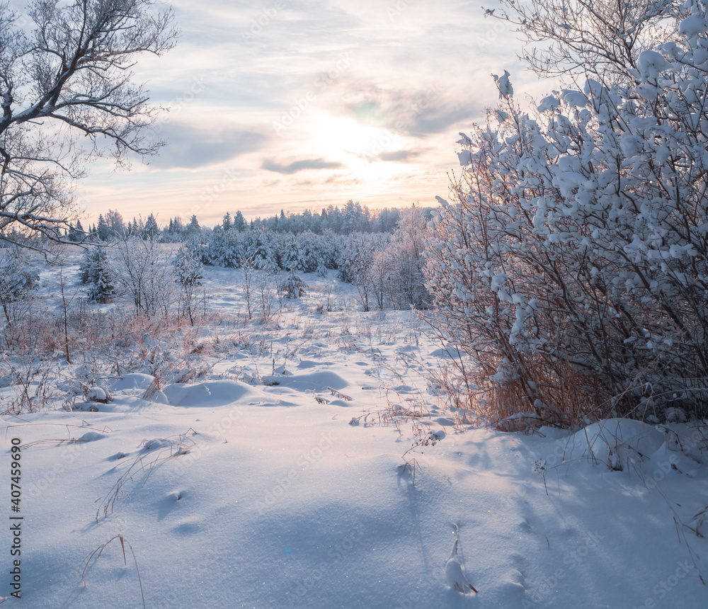 Snow-covered conifer forest on a high hill in frosty winter day. Frozen grass and trees in the rays of cold winter Sun. Snow-covered conifer forest on a high hill in frosty winter day. Frozen grass and trees in the rays of cold winter Sun.