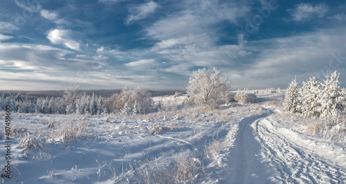 Wallpaper Mural Snowy road at  winter Stone Hill park in frosty sunny evening. Winter country road with fir forest in the rays of cold winter Sun. Torontodigital.ca