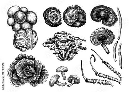Medicinal mushrooms illustration collection. Adaptogenic plants sketches. Perfect for recipe, menu, label, icon, packaging