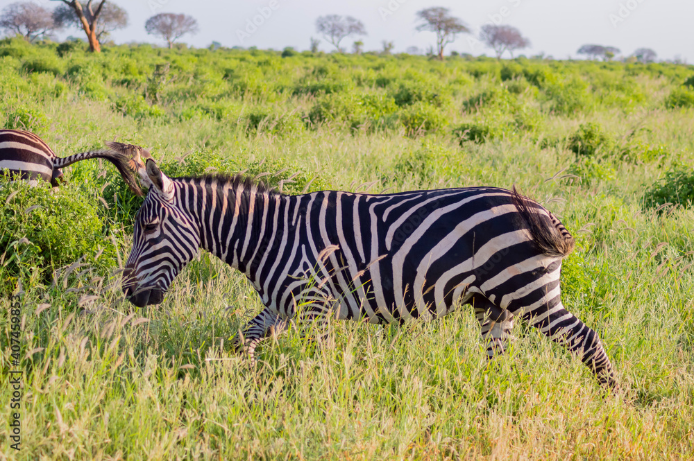 Fototapeta premium zebra in the tall grass of the savannah